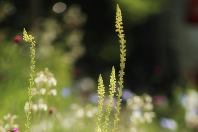 Klima- und Artenschutz vor der eigenen Tür